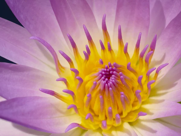 Färgstarka lotus. — Stockfoto