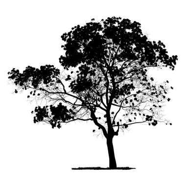 Vector drawing of the tree - detailed vector clipart