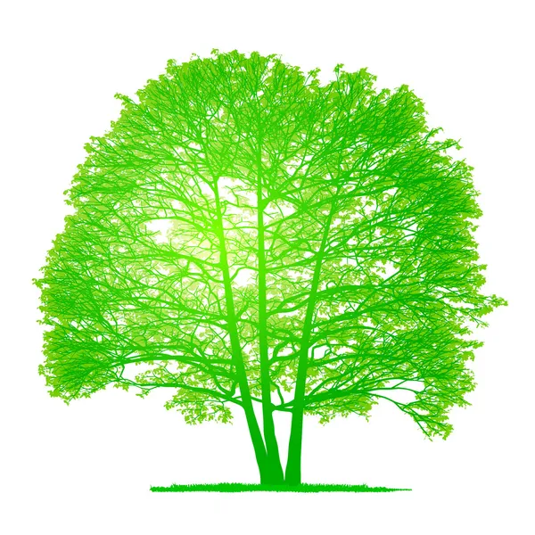 Vector drawing of the tree - detailed vector — Stock Vector