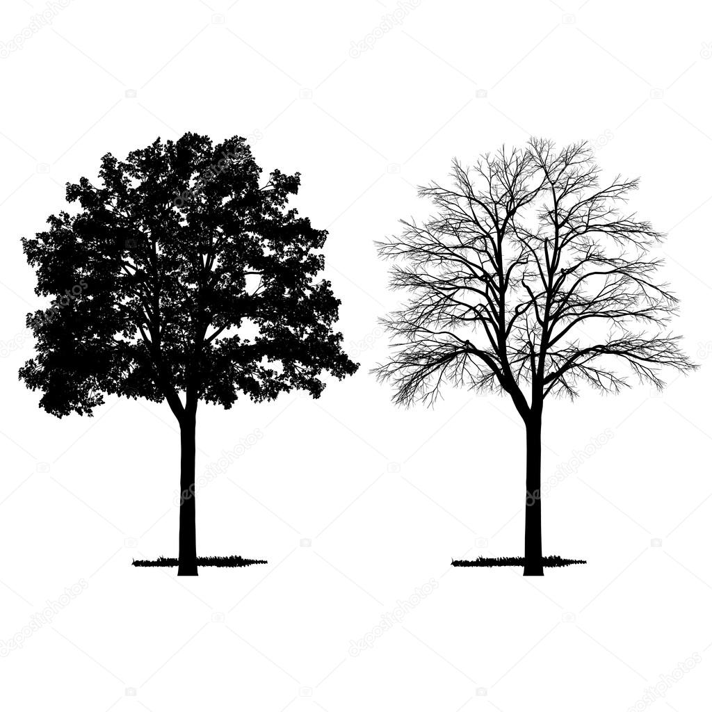 Vector drawing of the tree - detailed vector