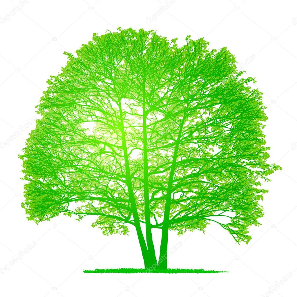 Vector drawing of the tree - detailed vector