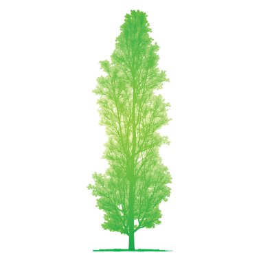 Vector drawing of the tree - detailed vector clipart