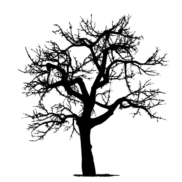 Vector drawing of the tree - detailed vector — Stock Vector