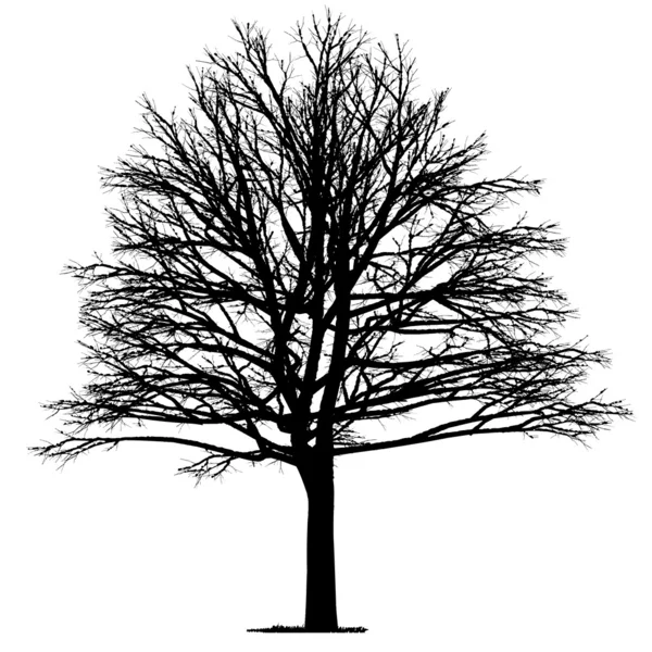 Dessin vectoriel de l'arbre - vecteur détaillé — Image vectorielle