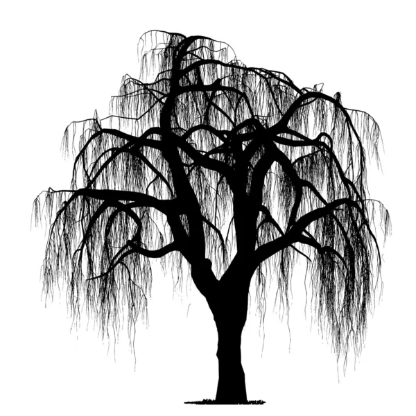 Desenho vetorial da árvore - vetor detalhado —  Vetores de Stock