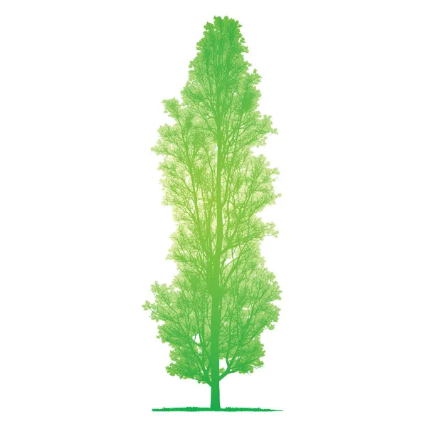 Vector drawing of the tree - detailed vector — Stock Vector