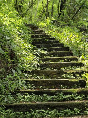 yağışlı sezon yeşil orman merdivenlerde