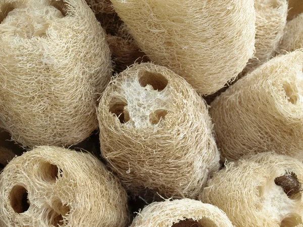 Naturliga luffa svamp — Stockfoto