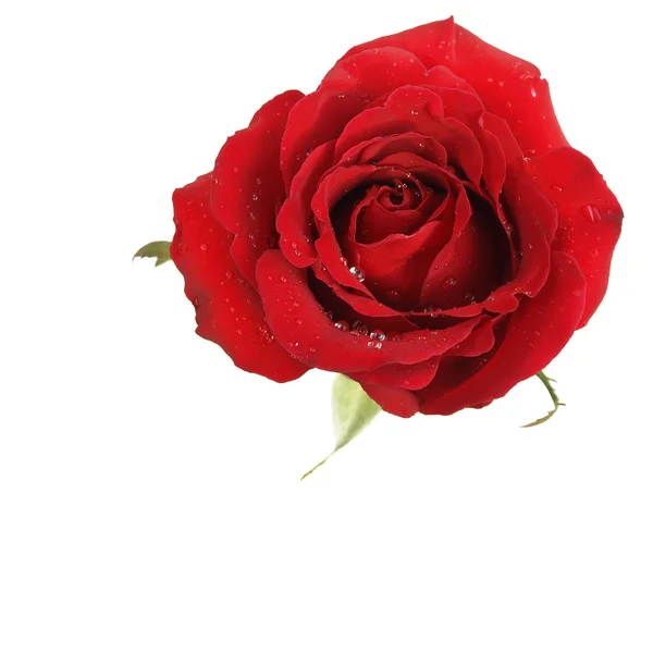 白い背景の上の 1 つ美しい赤いローズ — ストック写真