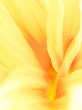 yaprakları sarı arka plan.