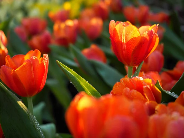 Twilight Sun Tulip Flowers Midst Water Droplets — Stock Photo, Image