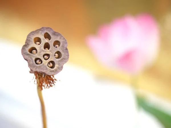 Квітка Лотоса Тайському Храмі Сухий Лотос Сухе Насіння — стокове фото