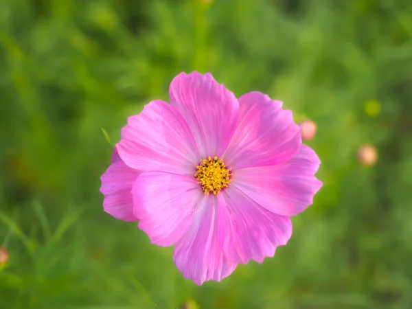 Cute Cosmos Flower Field — Stock Photo, Image