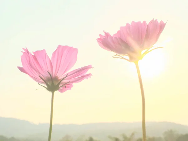 Cosmos Rétroéclairé Coucher Soleil Tendance Des Couleurs 2022 Corail Calmant — Photo