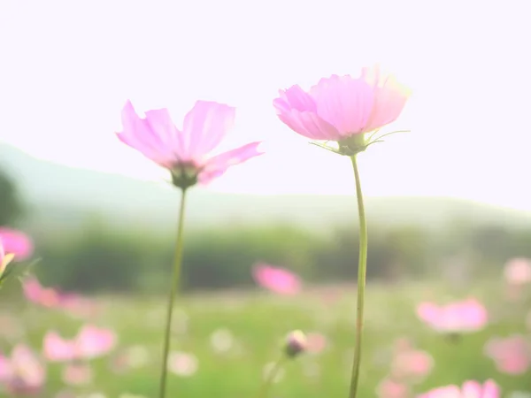 Roztomilý Kosmos Květ Poli — Stock fotografie