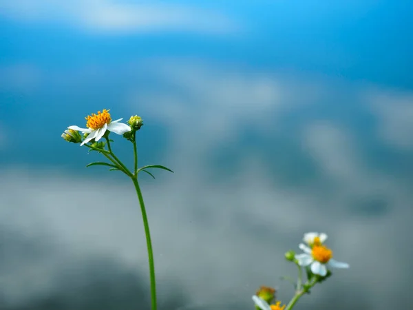 Vackra Blommor Värdelöst Koncept Vackra Gräsblommor Sen Regnperiod Biden Alba — Stockfoto