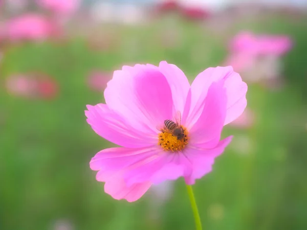 Krásný Vesmír Malé Včely — Stock fotografie