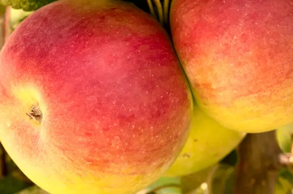 Manzanas de un nuevo cultivo — Foto de Stock