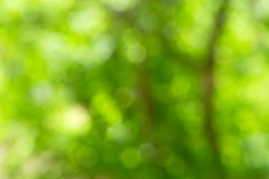 Bahar bulanık arka plan