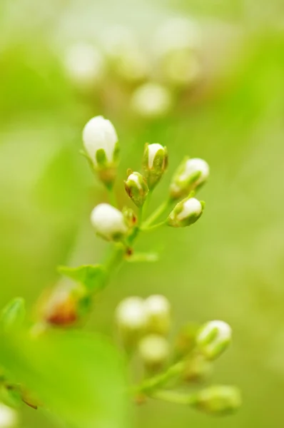 Frühjahrsblühende Bäume. — Stockfoto