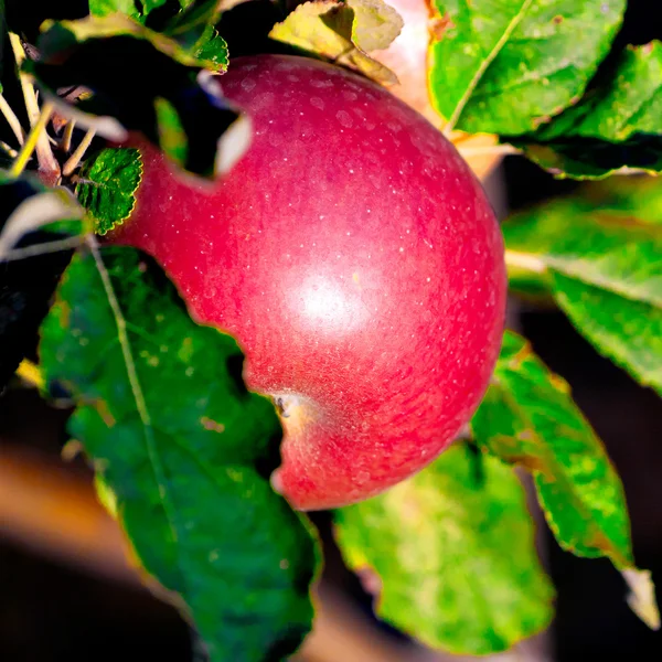 Maduración de manzanas rojas en un árbol — Foto de Stock