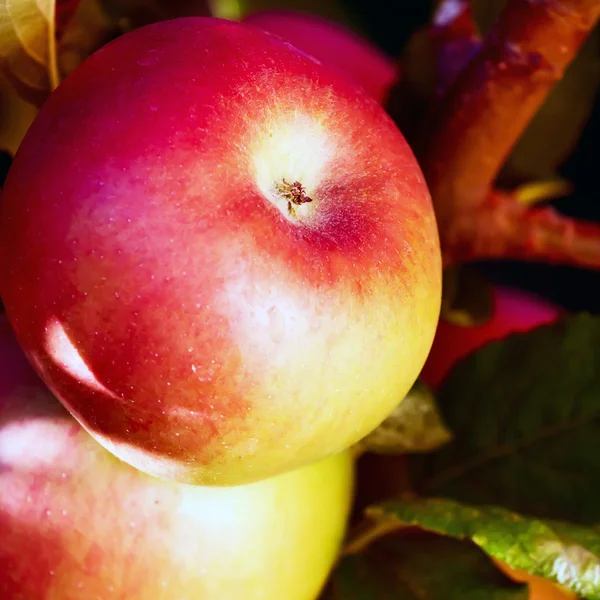 Maduración de manzanas rojas en un árbol — Foto de Stock