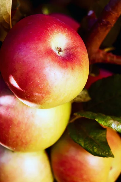 Ripening red apples on a tree — Stock Photo, Image