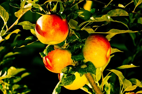 Maturazione di mele rosse su un albero — Foto Stock