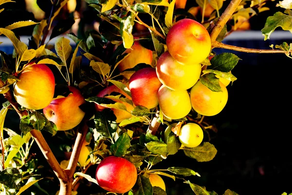 Maturazione di mele rosse su un albero — Foto Stock