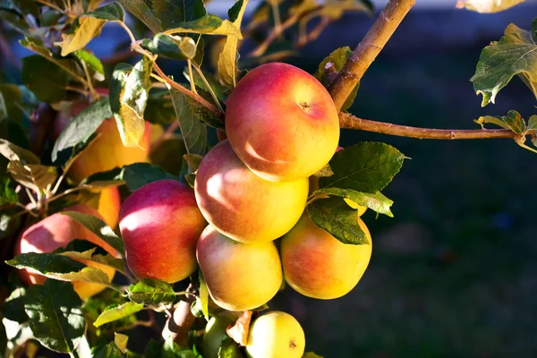 Reifung roter Äpfel auf einem Baum — Stockfoto