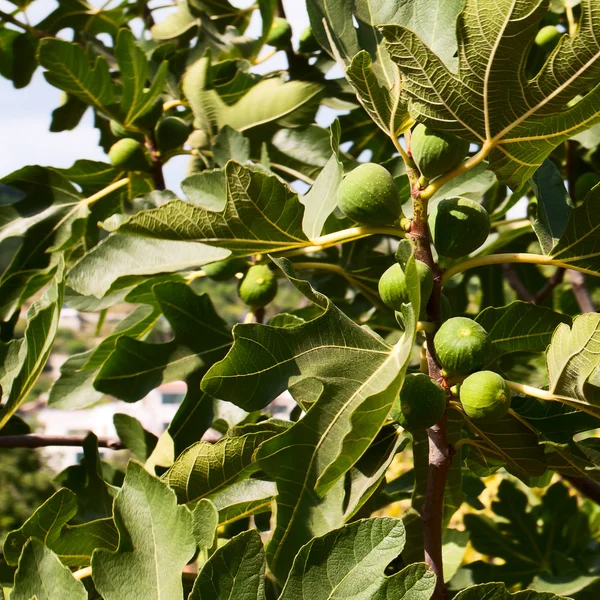 Maturazione sui fichi arborei — Foto Stock