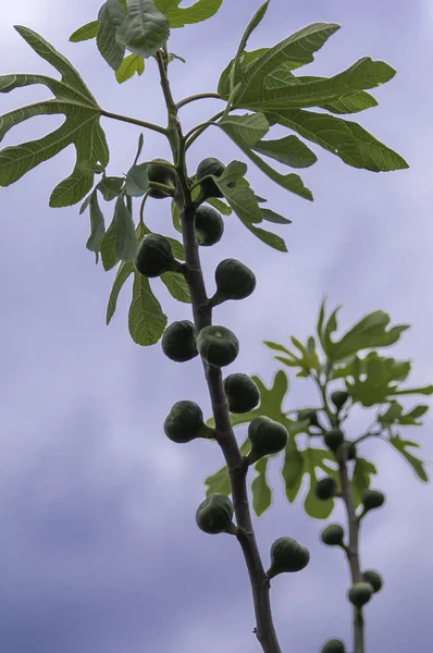 Feigenbaum mit Früchten. — Stockfoto