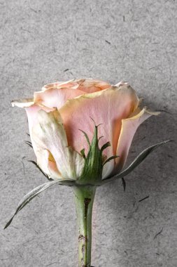 eski kağıt üzerinde pembe Gül