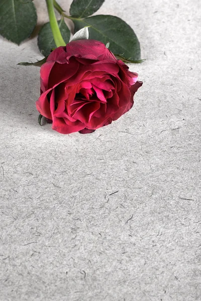 古い紙に赤いバラ — ストック写真