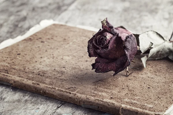 在老的笔记本上干的玫瑰 — 图库照片