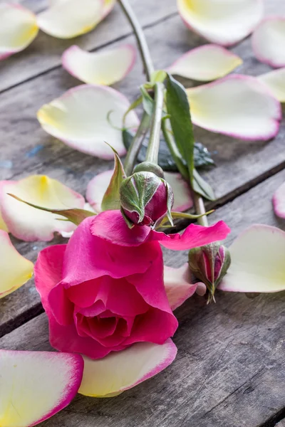 Pétalas de rosa e rosa deitadas em uma mesa de madeira — Fotografia de Stock