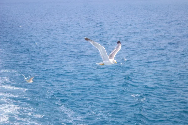 Чайка летит над водой — стоковое фото