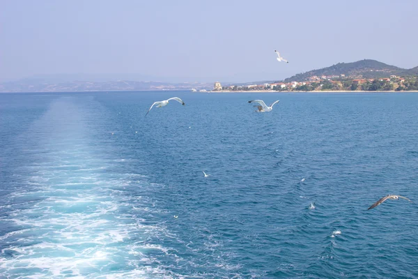 Les goélands volent derrière un navire — Photo