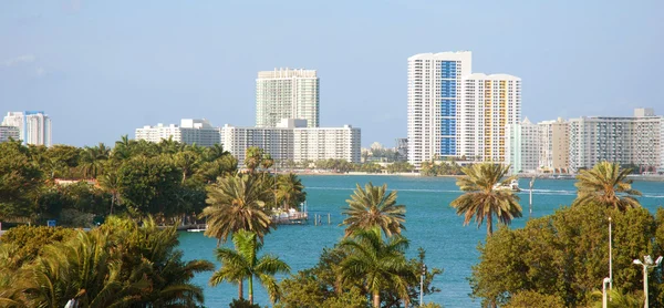 palmiye ağaçları ve miami manzarası