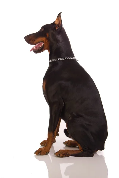 Grande cão doberman no fundo branco — Fotografia de Stock