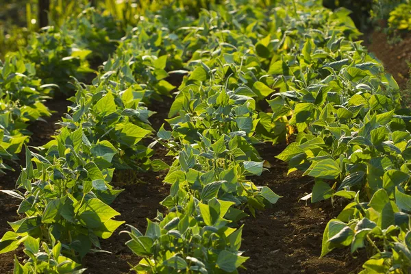 Field of green beans — Stock Photo, Image