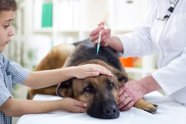 獣医外科医はジャーマン ・ シェパードにワクチンを提供します。 — ストック写真