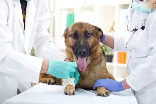 German Shepherd Dog recibiendo vendaje después de una lesión en la pierna por un — Foto de Stock