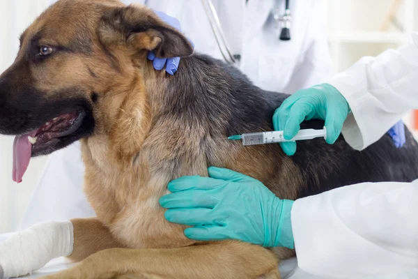 Veterinário está dando a vacina para o cão German Sheph — Fotografia de Stock