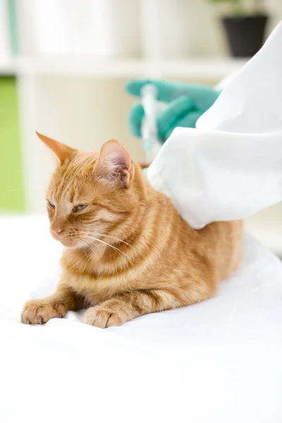 Veterinário que administra insulina injetável a um gato — Fotografia de Stock