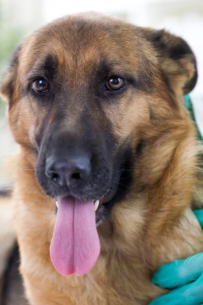 German shepherd dog at vet clinic — Stock Photo, Image