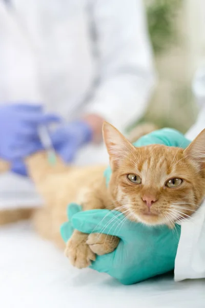 Tierarzt gibt der Katze den Impfstoff — Stockfoto