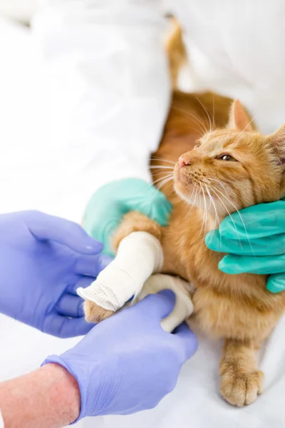 Gatto con gamba rotta — Foto Stock