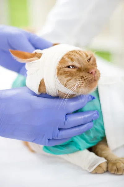 Gato com ligaduras na cabeça no veterinário — Fotografia de Stock