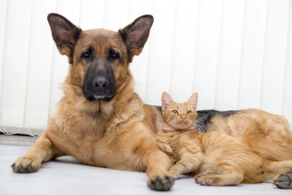 Katze und Hund zusammen — Stockfoto